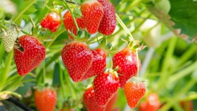 Companion Plants for Strawberries