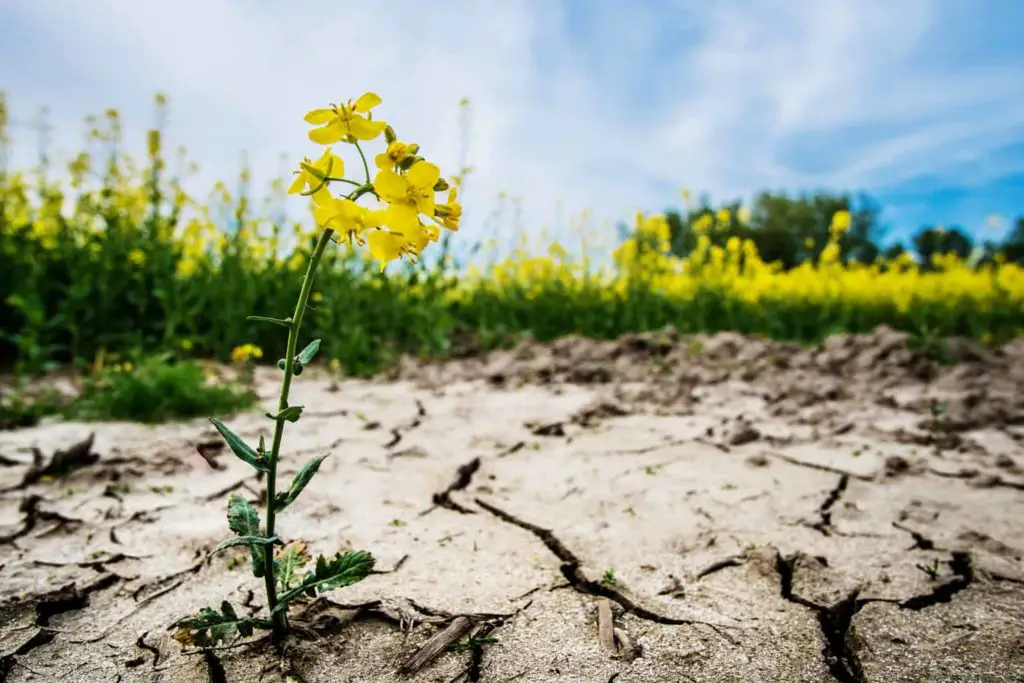 How to Protect Plants From a Heat Wave