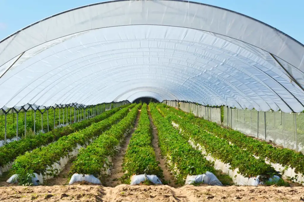 How To Keep Your Greenhouse Cool in the Summer