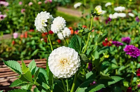 Flowers That Can Stay in the Sun All Day: Dahlia