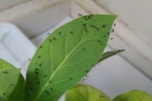 fungus gnats on a leaf