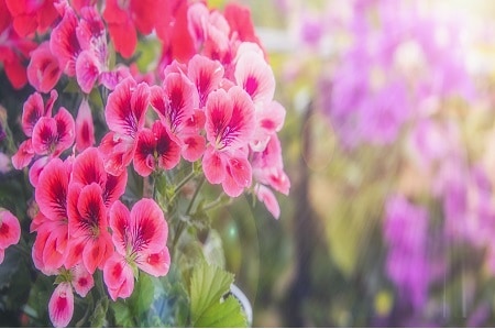 Flowers That Can Stay in the Sun All Day: Geranium