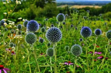 Globe Thistle