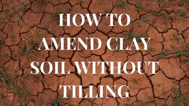 How to Amend Clay Soil Without Tilling