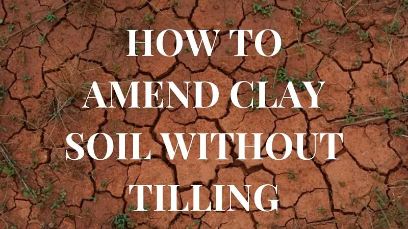 How to Amend Clay Soil Without Tilling