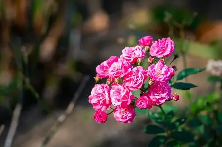 Flowers That Can Stay in the Sun All Day: Miniflora Roses