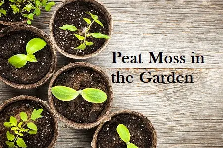 Peat Moss in the Garden
