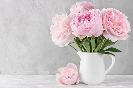 Flowers That Can Stay in the Sun All Day: Peony