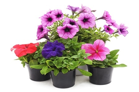Flowers That Can Stay in the Sun All Day: Petunias