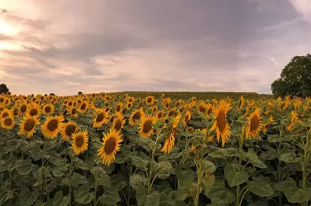 Flowers That Can Stay in the Sun All Day: Sunflower