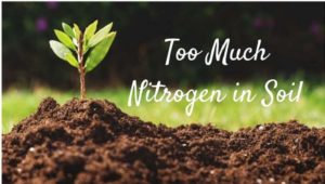 Too Much Nitrogen in Soil