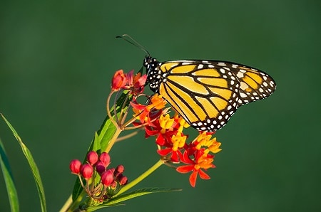 Flowers That Can Stay in the Sun All Day: Tropical Milkweed