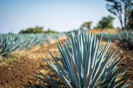 Agave