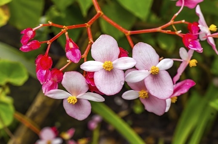 Begonia