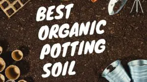 best organic potting soil