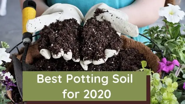 best potting soil