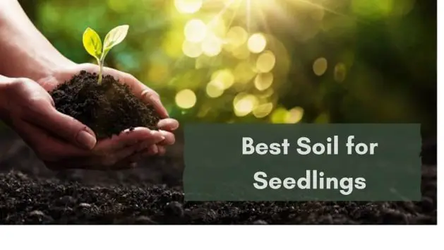 best soil for seedlings