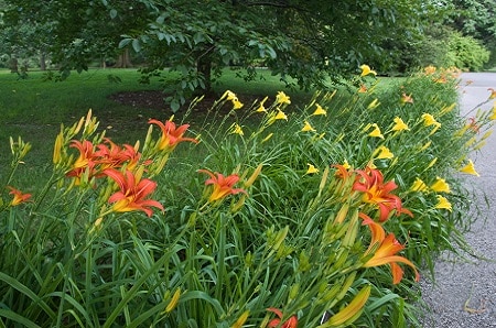 Flowers That Can Stay in the Sun All Day: Daylily