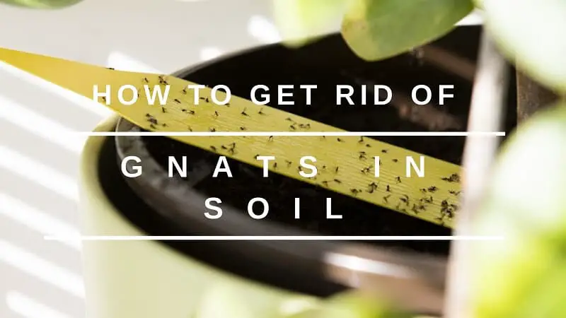 how to get rid of gnats in soil