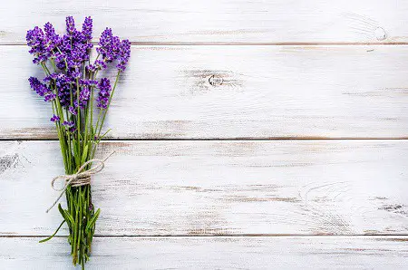 Flowers That Can Stay in the Sun All Day: Lavender