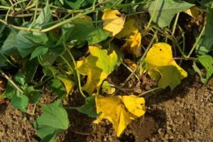 discolored plants that show signs of too much nitrogen in the soil