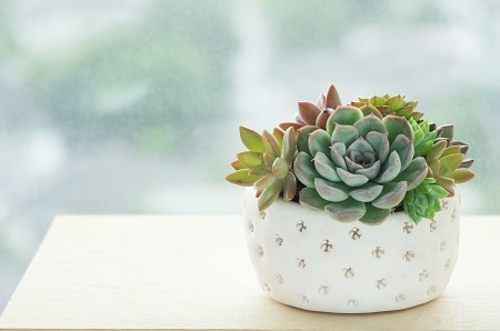 Succulents