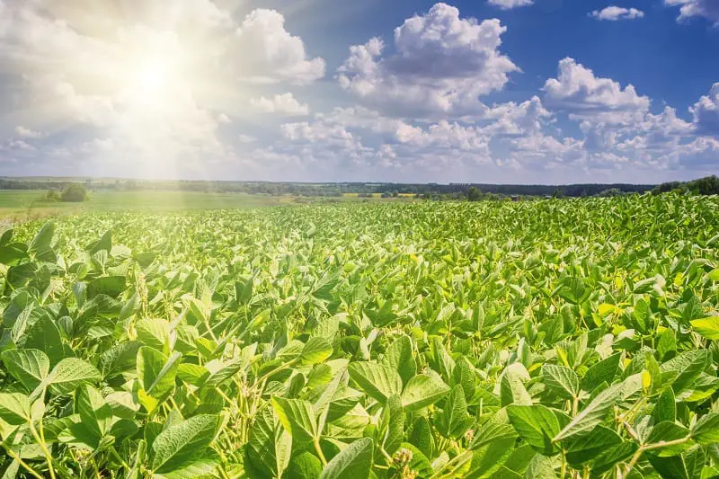 vegetables that grow in hot weather