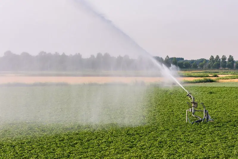 Watering plants in extreme heat