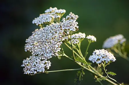Flowers That Can Stay in the Sun All Day: Yarrow