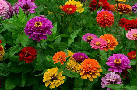 Flowers That Can Stay in the Sun All Day: Zinnias