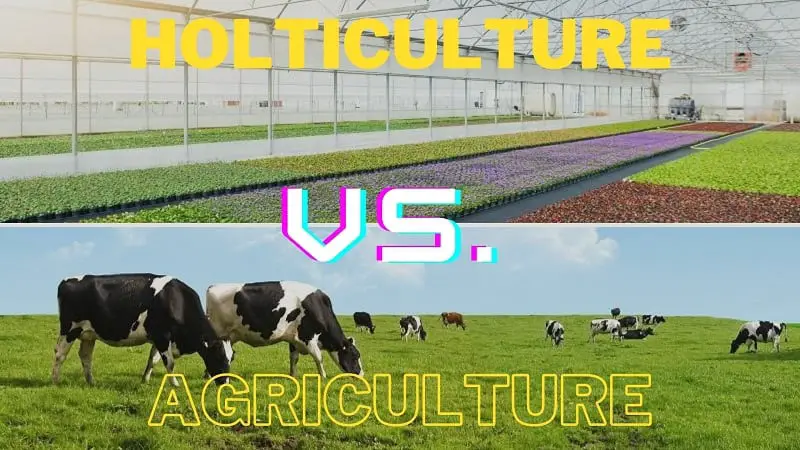 Horticulture vs. Agriculture