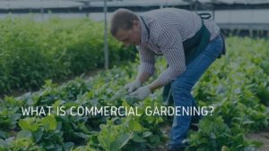 what is commercial gardening