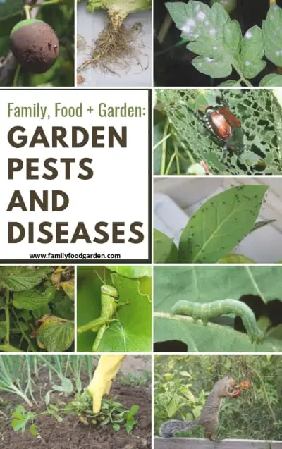 Family Food Garden: Garden Pests And Diseases