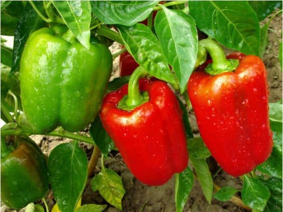 When to Start Pepper Seeds Indoors