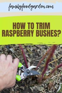How To Trim Raspberry Bushes