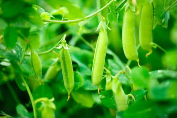 How Far Apart to Plant Peas