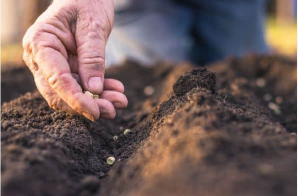 How Far Apart to Plant Peas