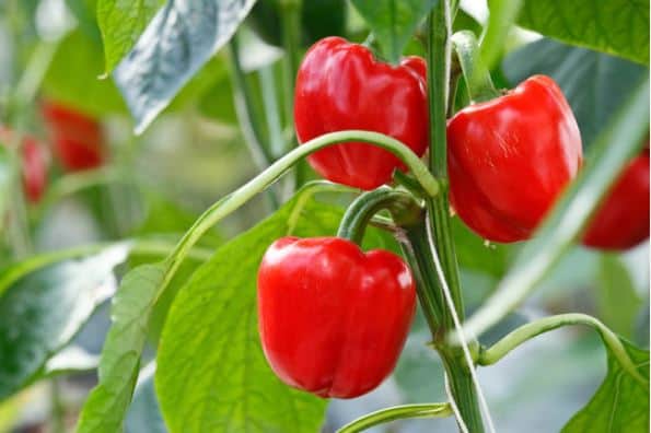 When to Start Pepper Seeds Indoors