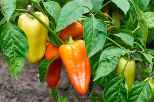 When to Start Pepper Seeds Indoors