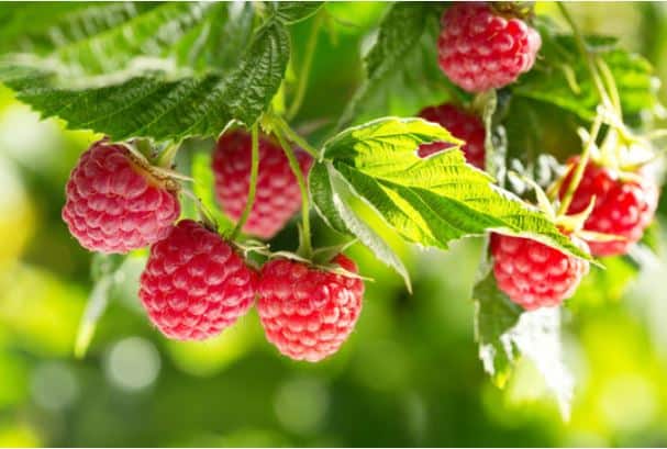 how to trim raspberry bushes