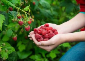 how to trim raspberry bushes