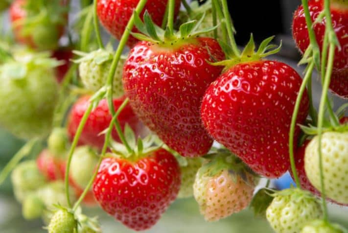 When to Plant Strawberries in Zone 7