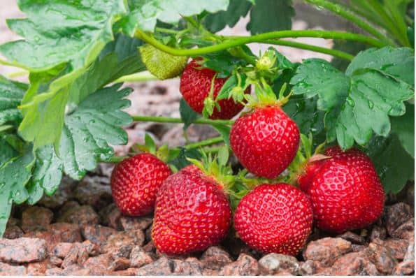 When to Plant Strawberries in Zone 7