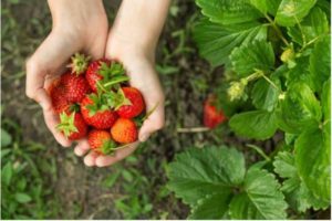 When to Plant Strawberries in Zone 7