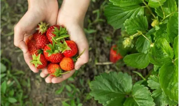 When to Plant Strawberries in Zone 7