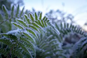 How do I keep my ferns over winter