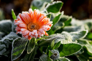 how cold is too cold for flowers to be outside