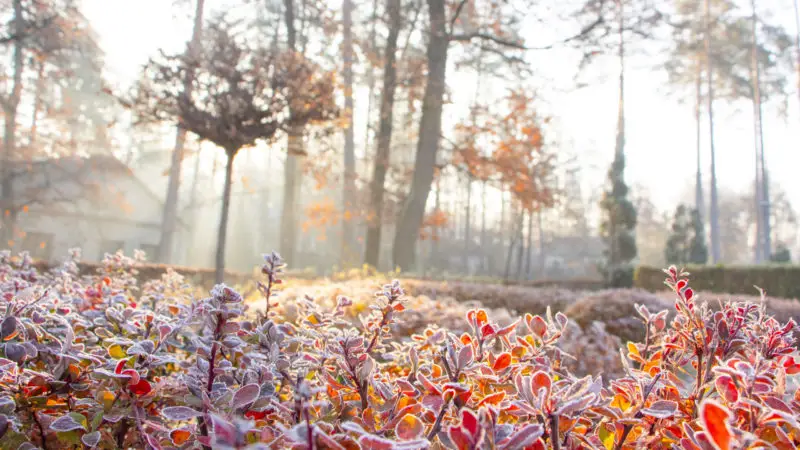 how do you save a plant which has wilted in cold weather