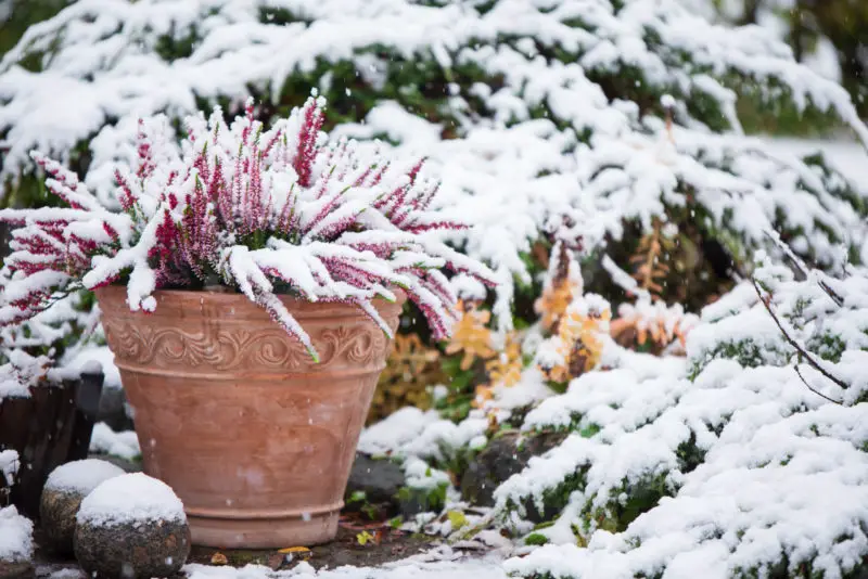 how do you save a plant which has wilted in cold weather