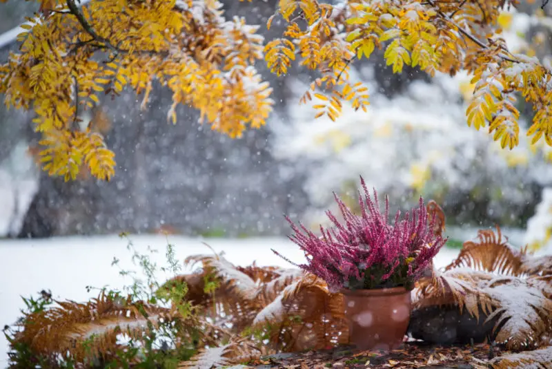 How do I keep my ferns over winter